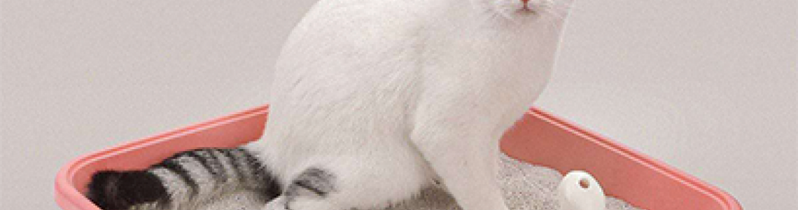 Mutlu ve Sağlıklı Kedi İçin En İyi 5 İpucu