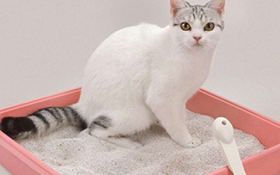Mutlu ve Sağlıklı Kedi İçin En İyi 5 İpucu