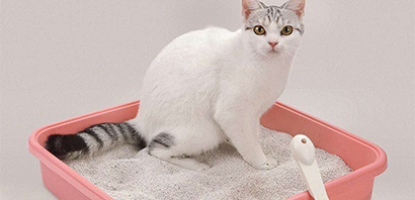 Mutlu ve Sağlıklı Kedi İçin En İyi 5 İpucu