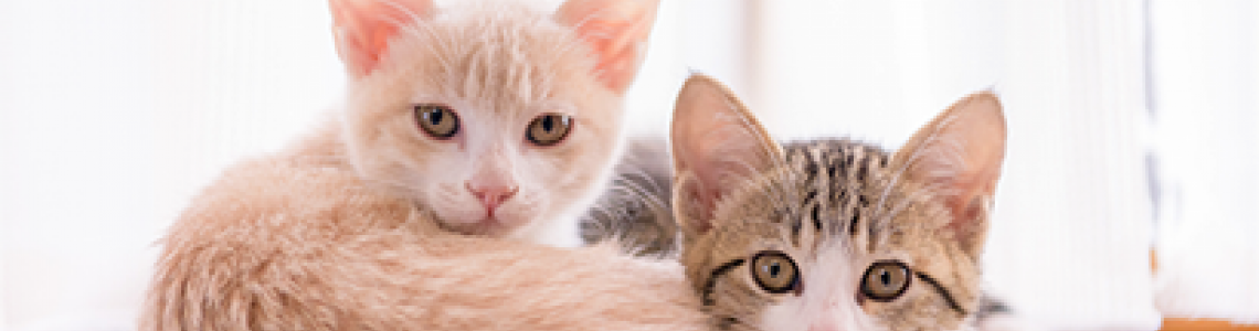 Kum Hakkında Bilgiler: Can Dostu Evcil Hayvan Ürünleri'nin Kaliteli ve Çevre Dostu Kedi Kumları