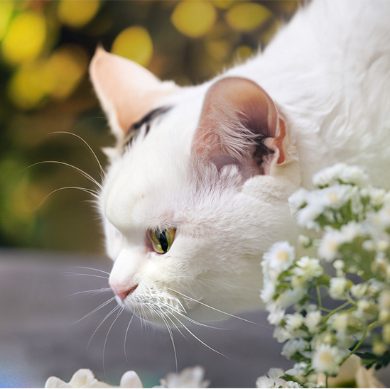 WHITE FLOWERS